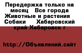 Передержка только на месяц - Все города Животные и растения » Собаки   . Хабаровский край,Хабаровск г.